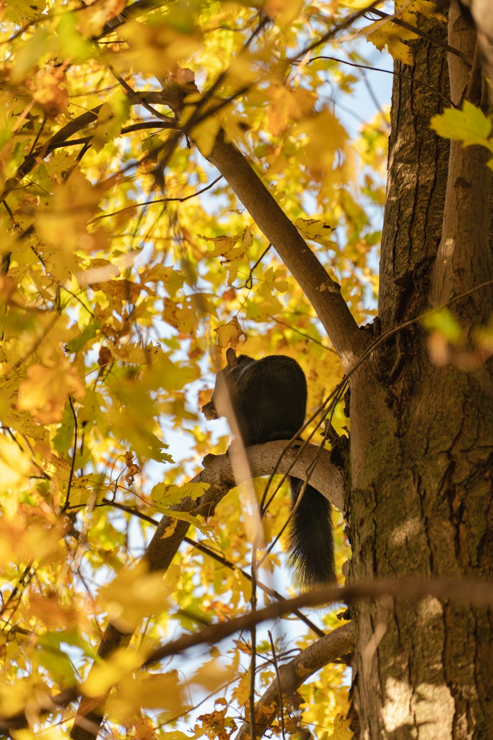 a monkey in a tree