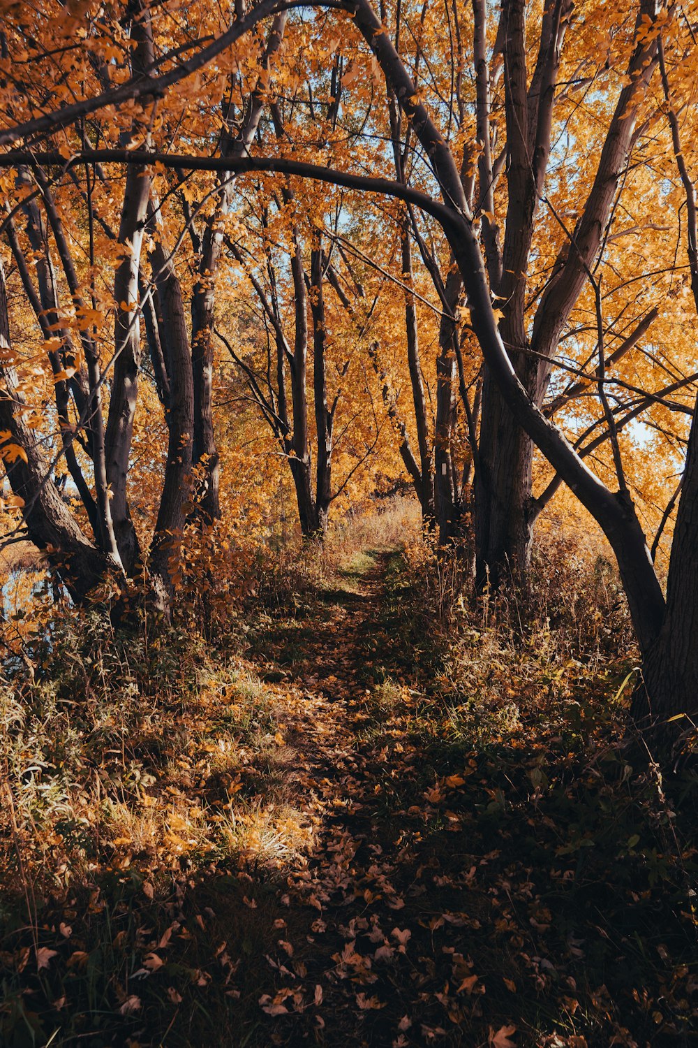 Ein Wald mit gelben Blättern