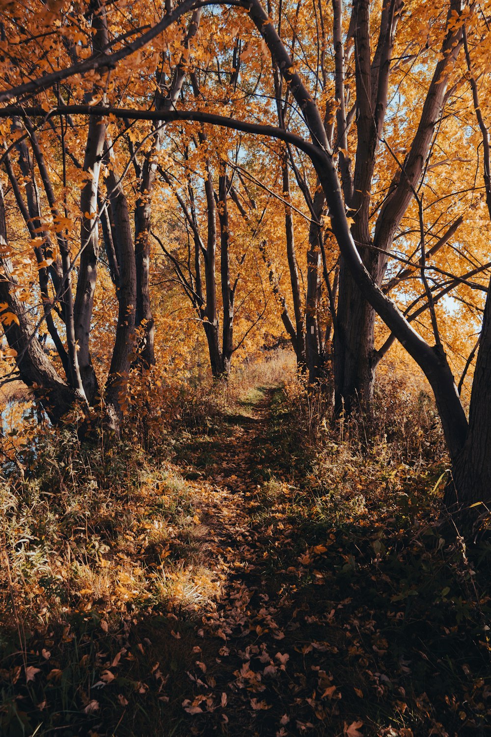 a forest with yellow leaves