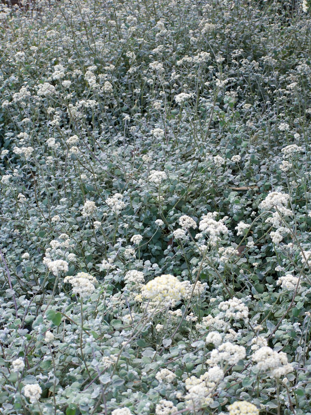 a field of white flowers