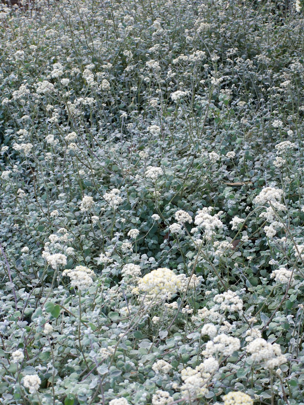 Un campo de flores blancas