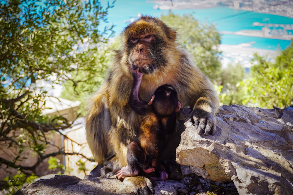 Una scimmia che tiene una scimmia cucciolo