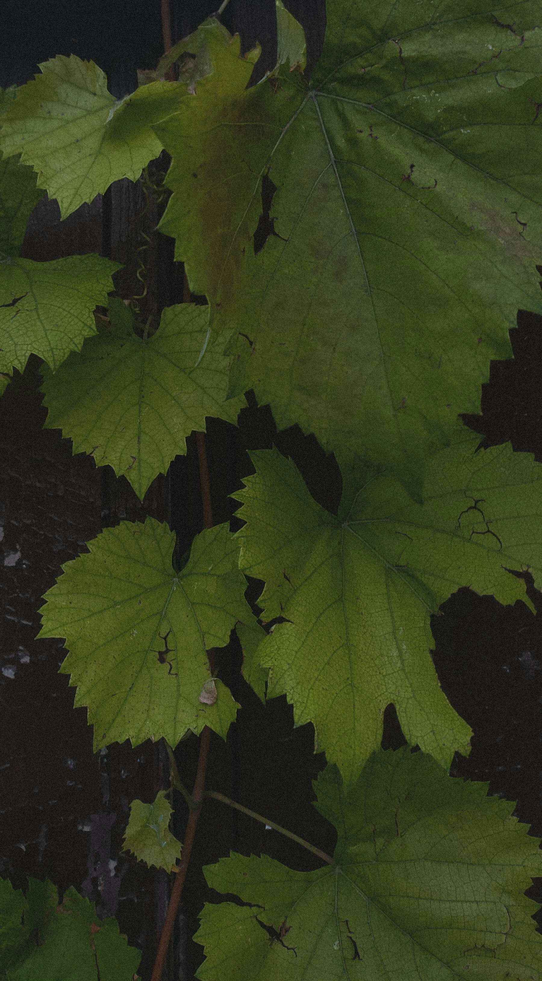 Photo by akerodna