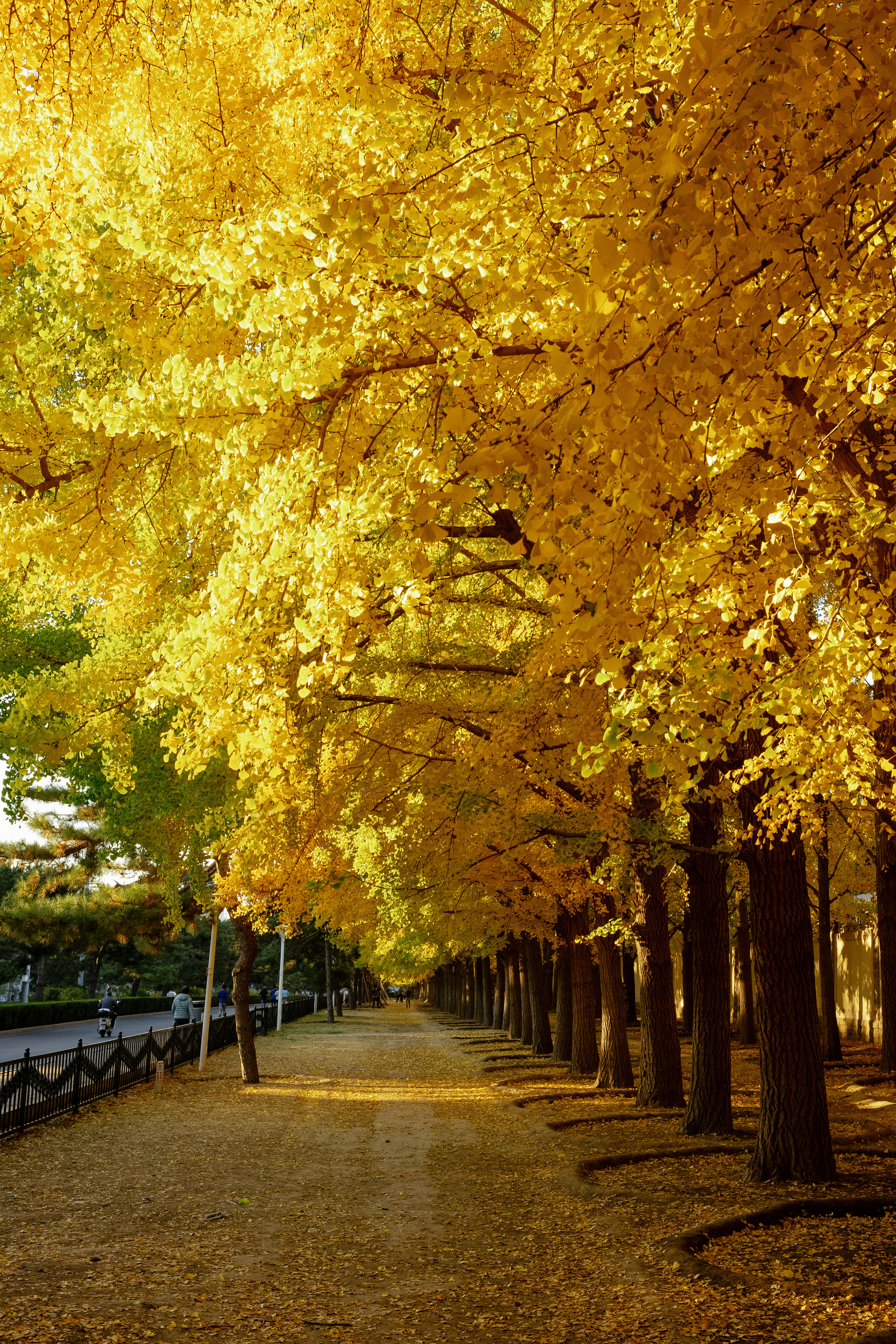 Photo by tommaomaoer