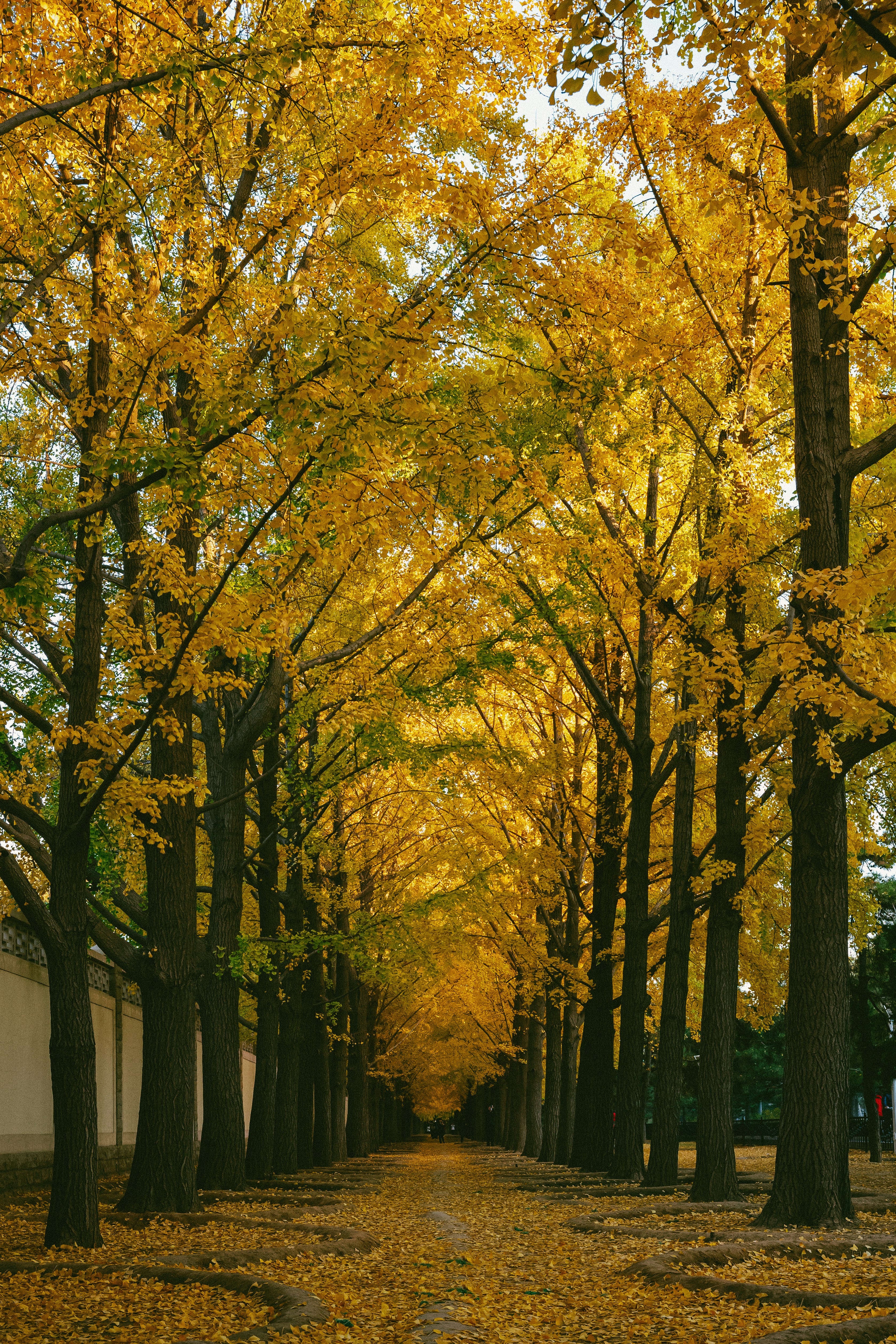 Photo by tommaomaoer