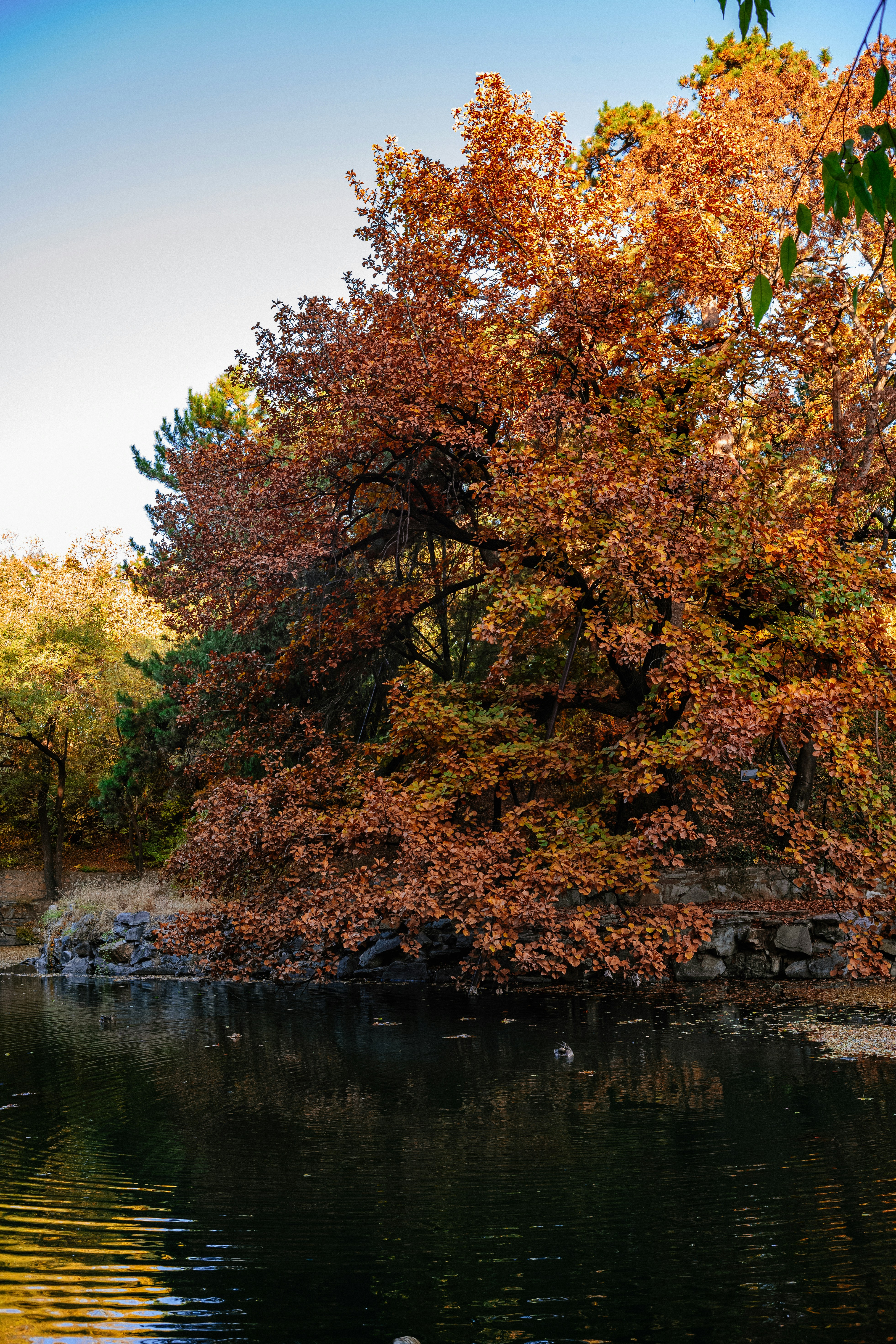 Photo by tommaomaoer