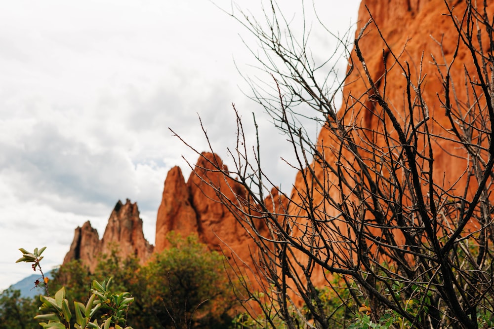 a group of trees with a rock formation in the background