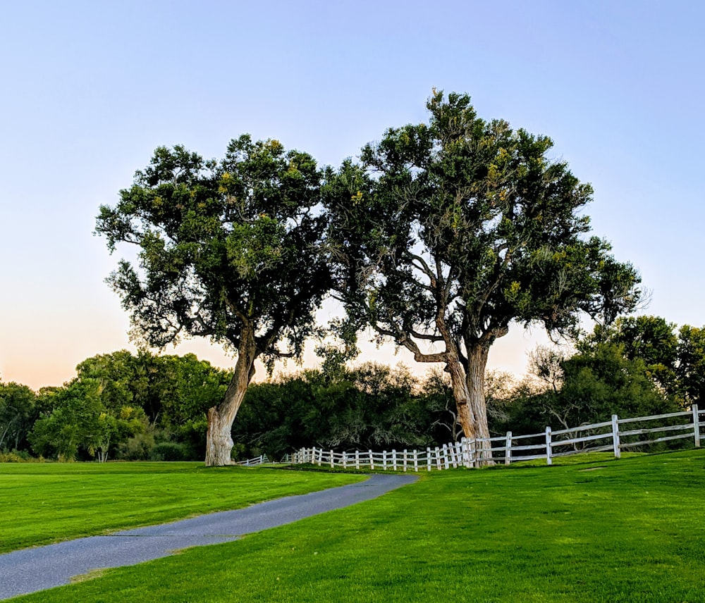 a road with trees on the side