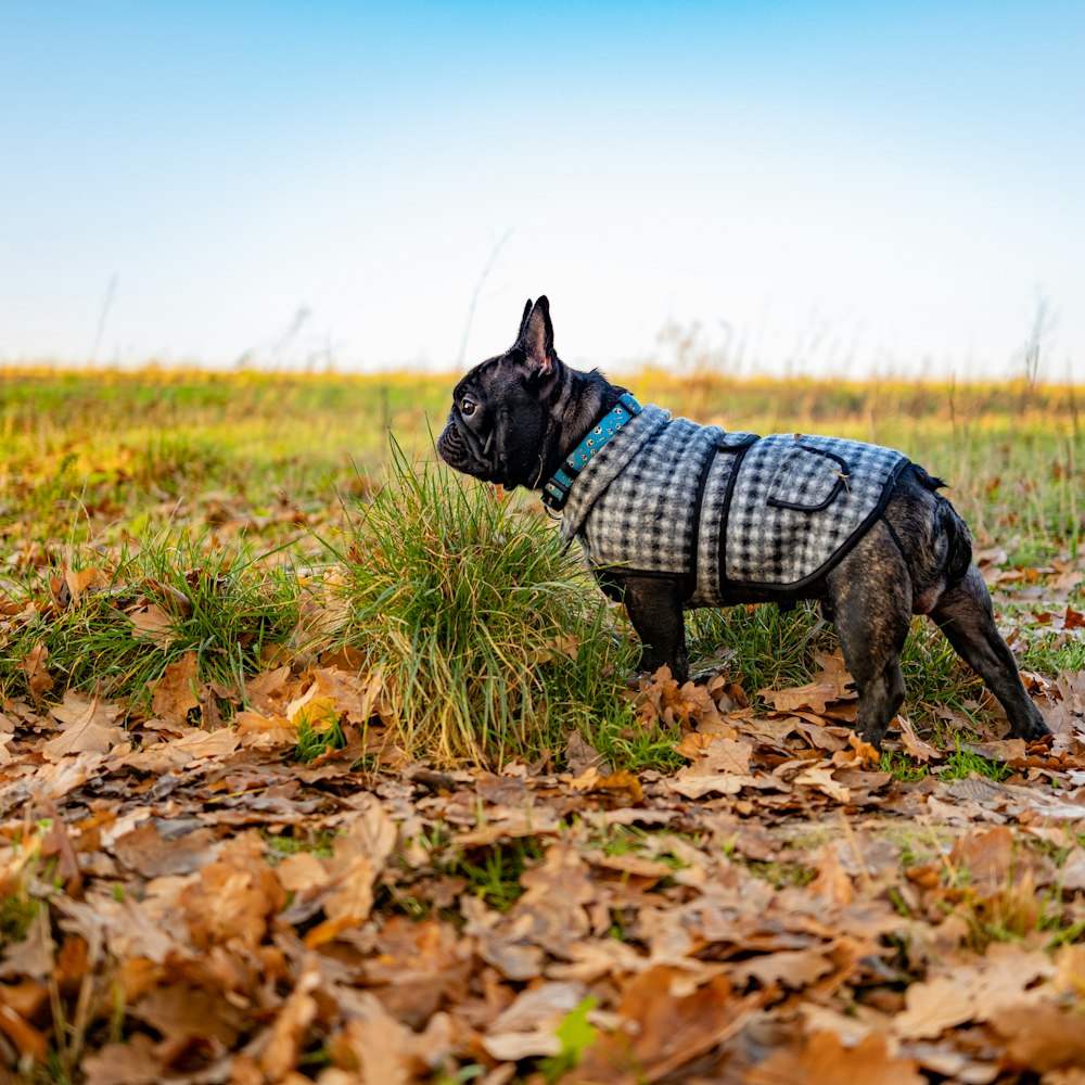 a dog wearing a sweater