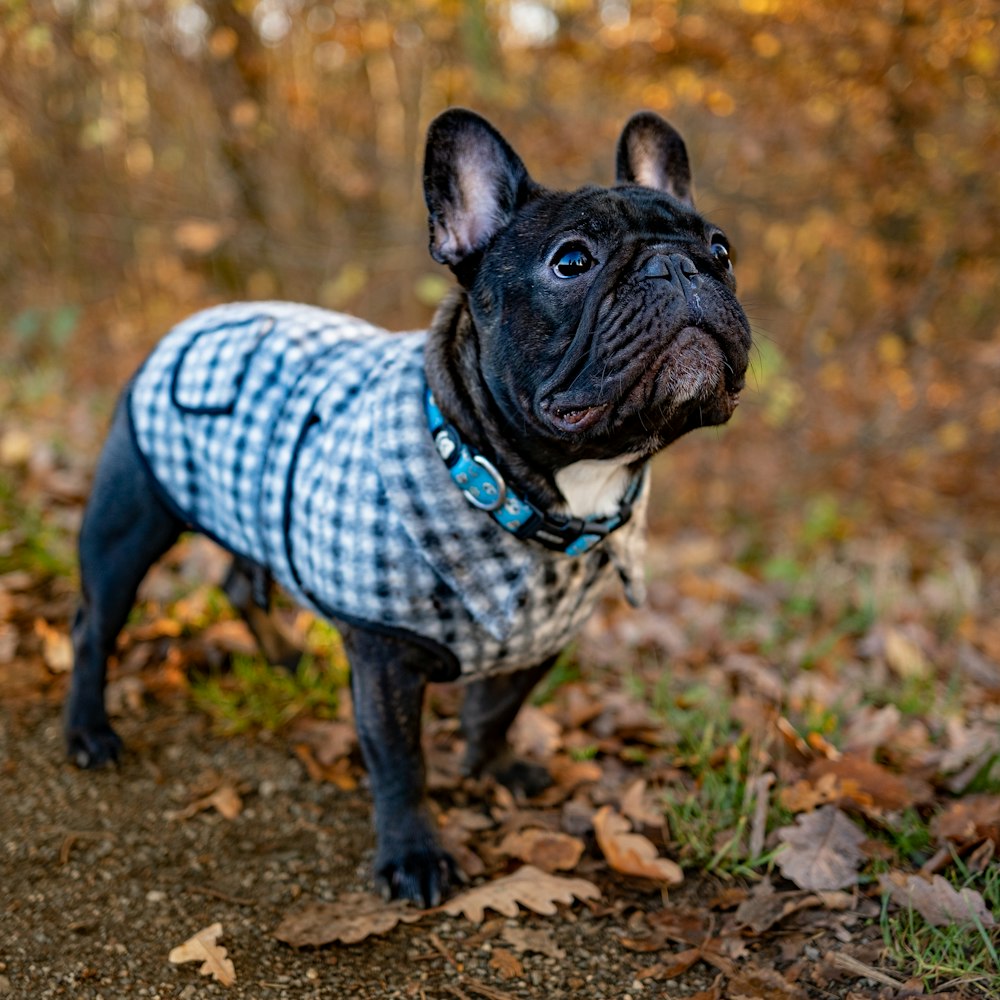 a dog wearing a sweater