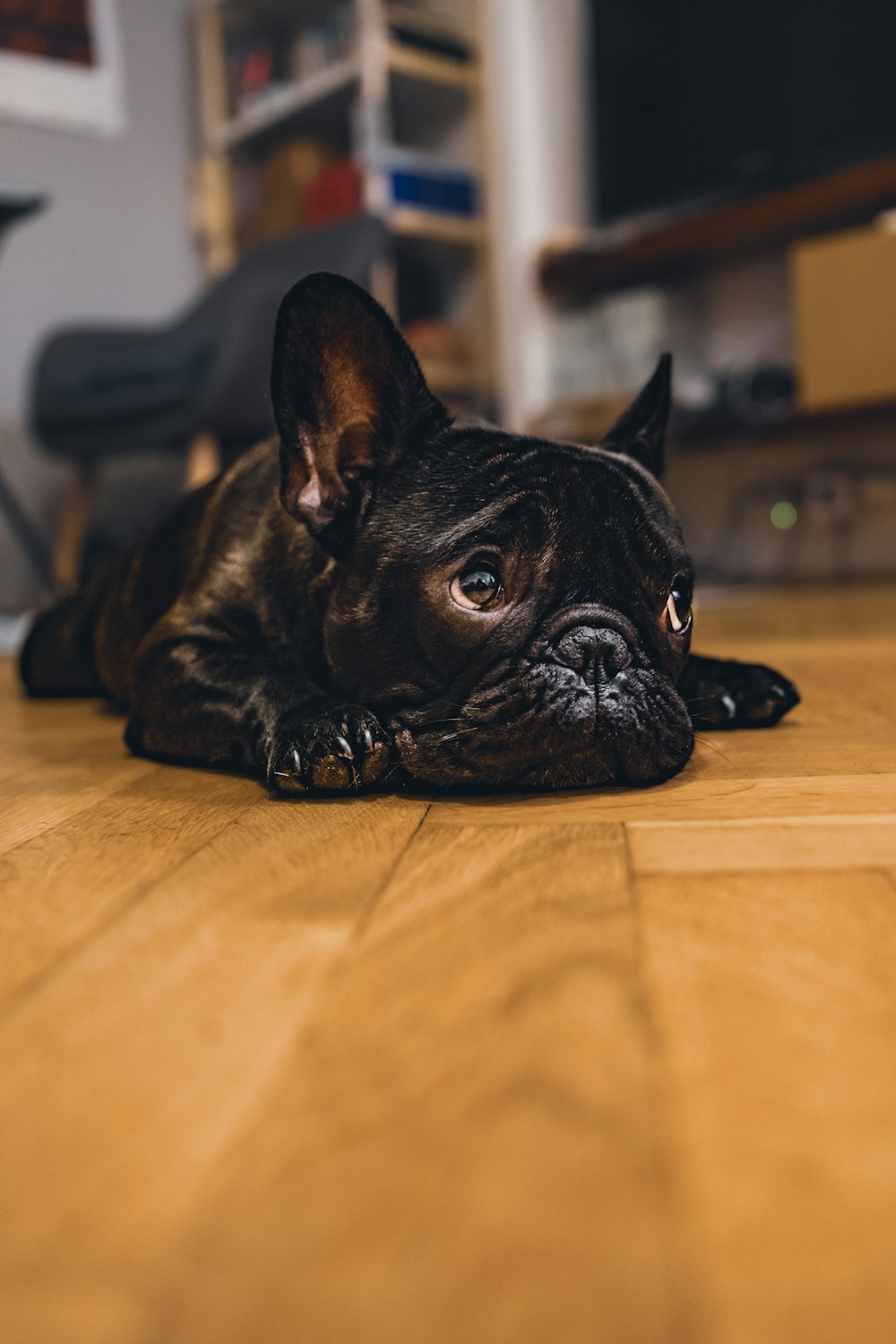 a black dog lying on a wood floor