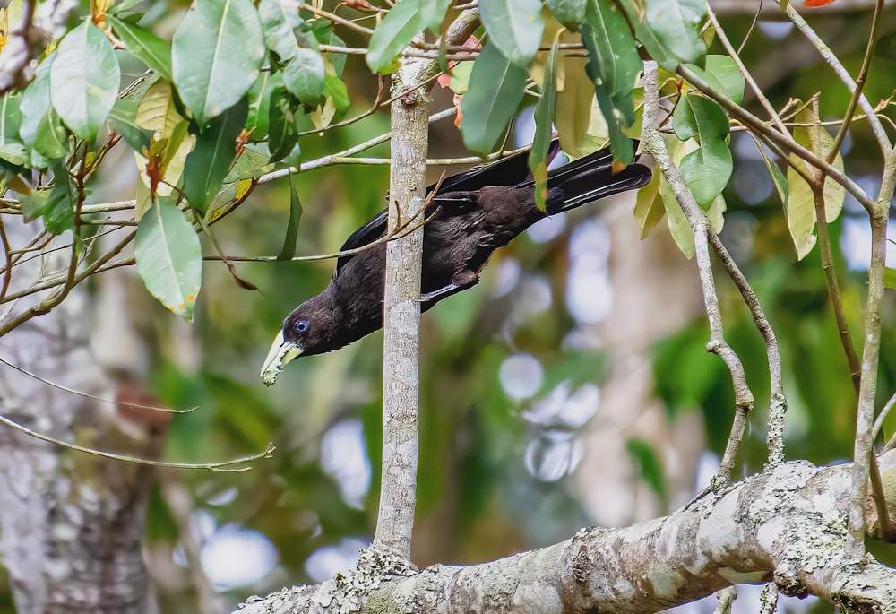 a bird perched on a branch