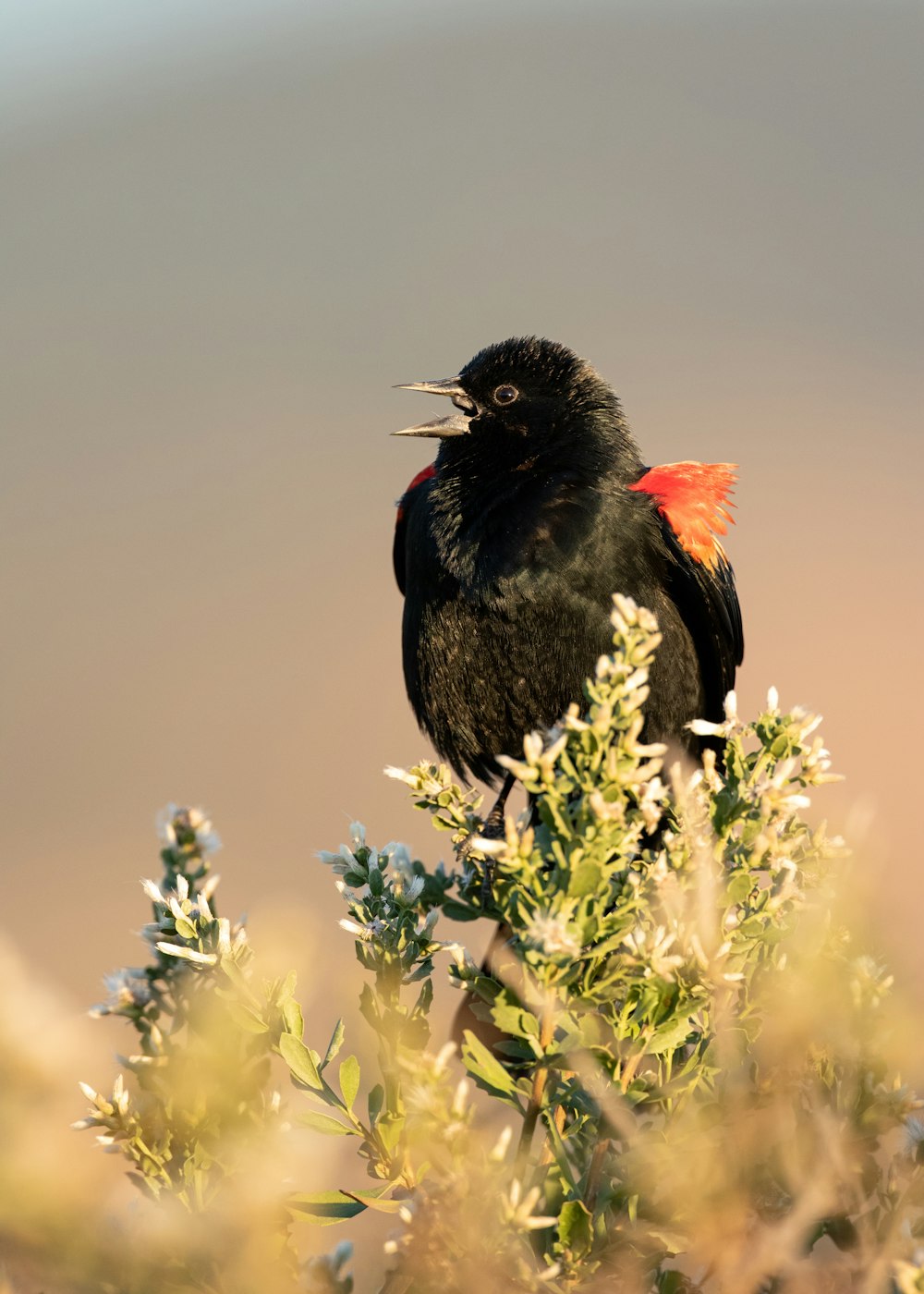 a black bird on a plant