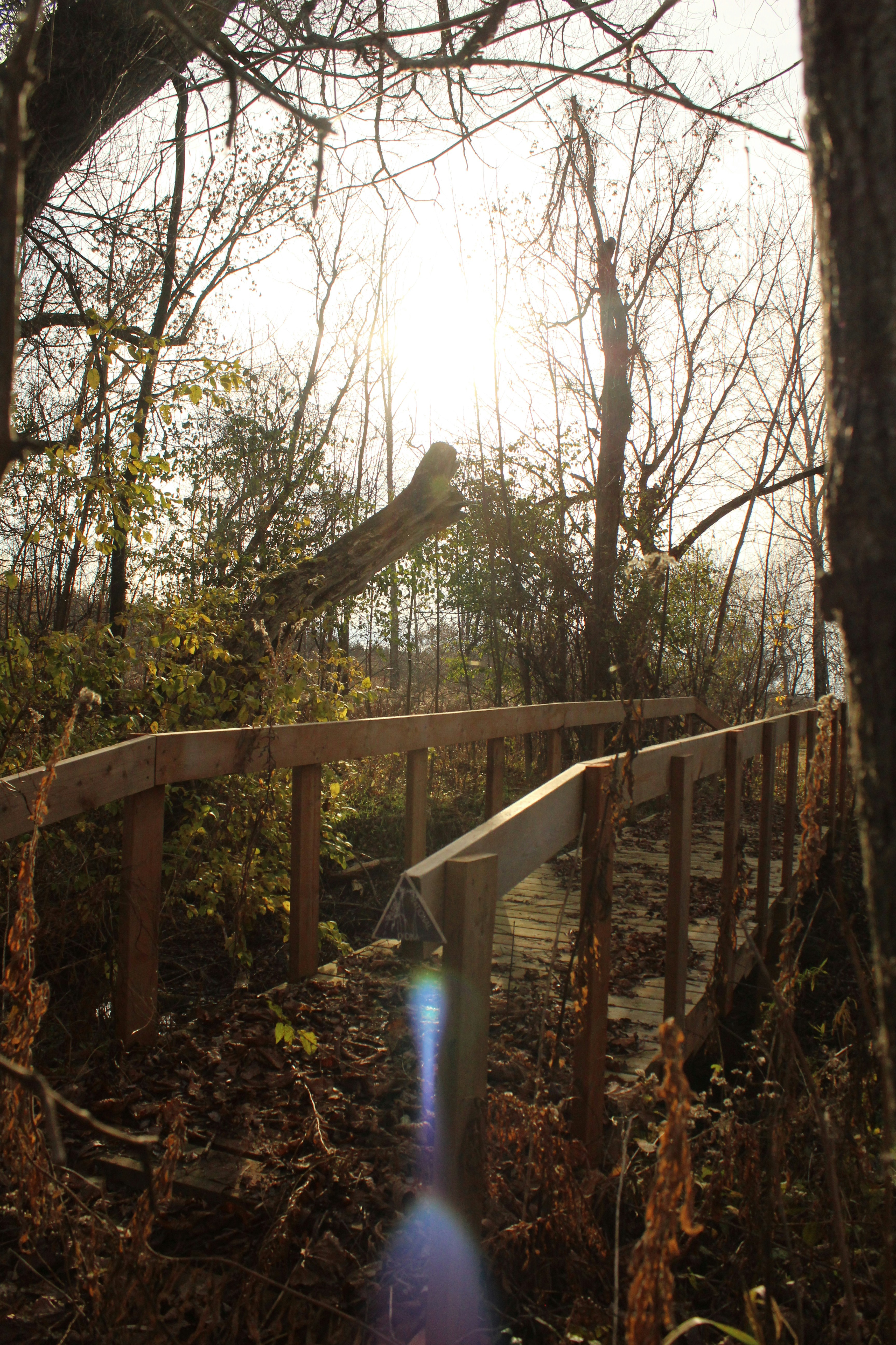 a wooden bridge in a forest