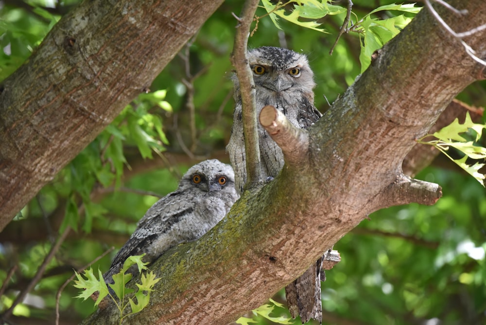 Eine Gruppe von Eulen in einem Baum