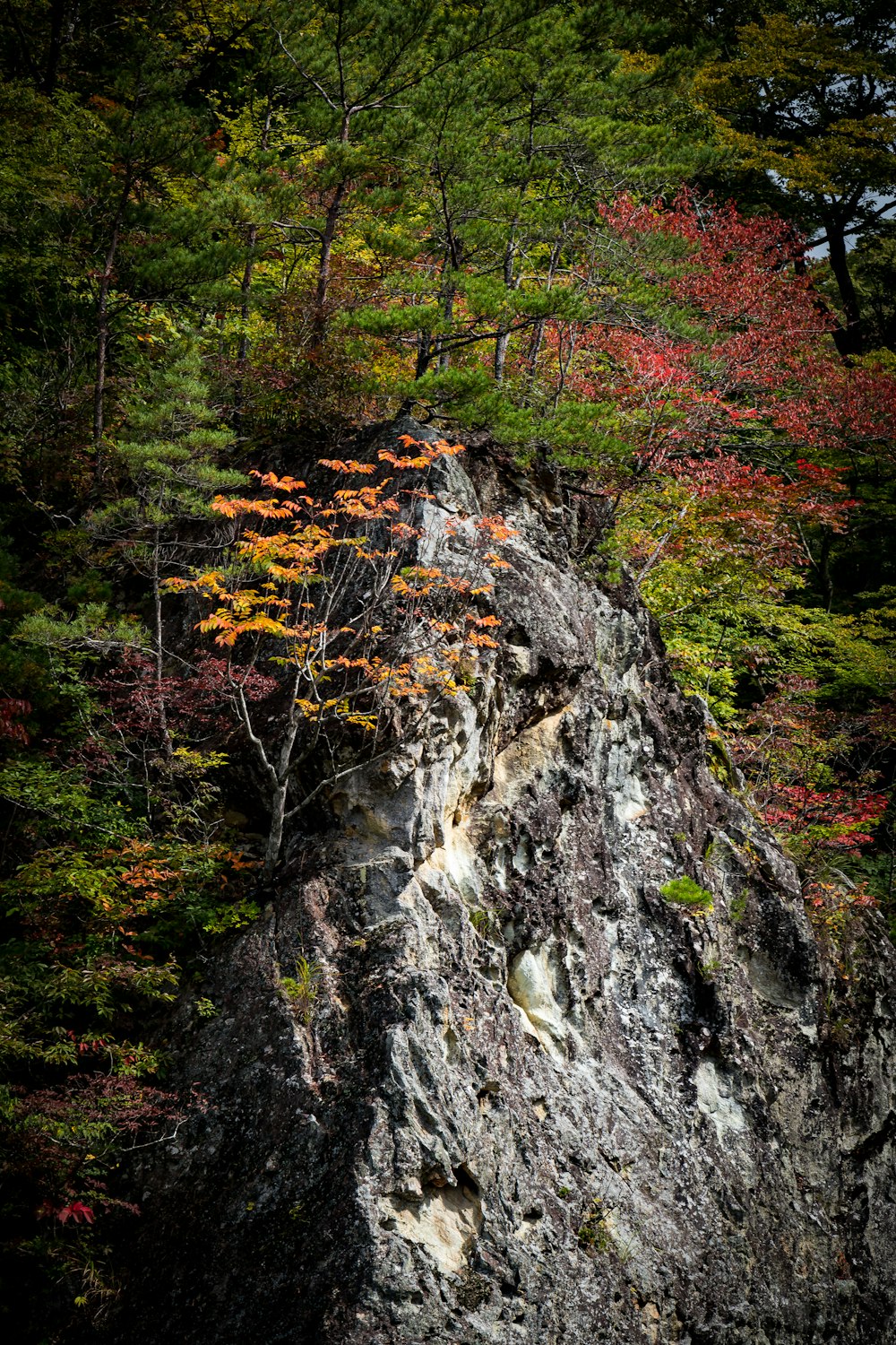 a large rock with trees around it