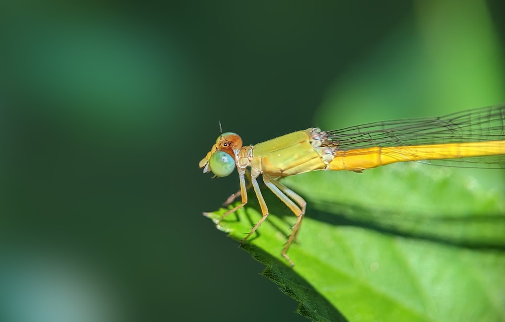 a green and yellow insect on a leaf
