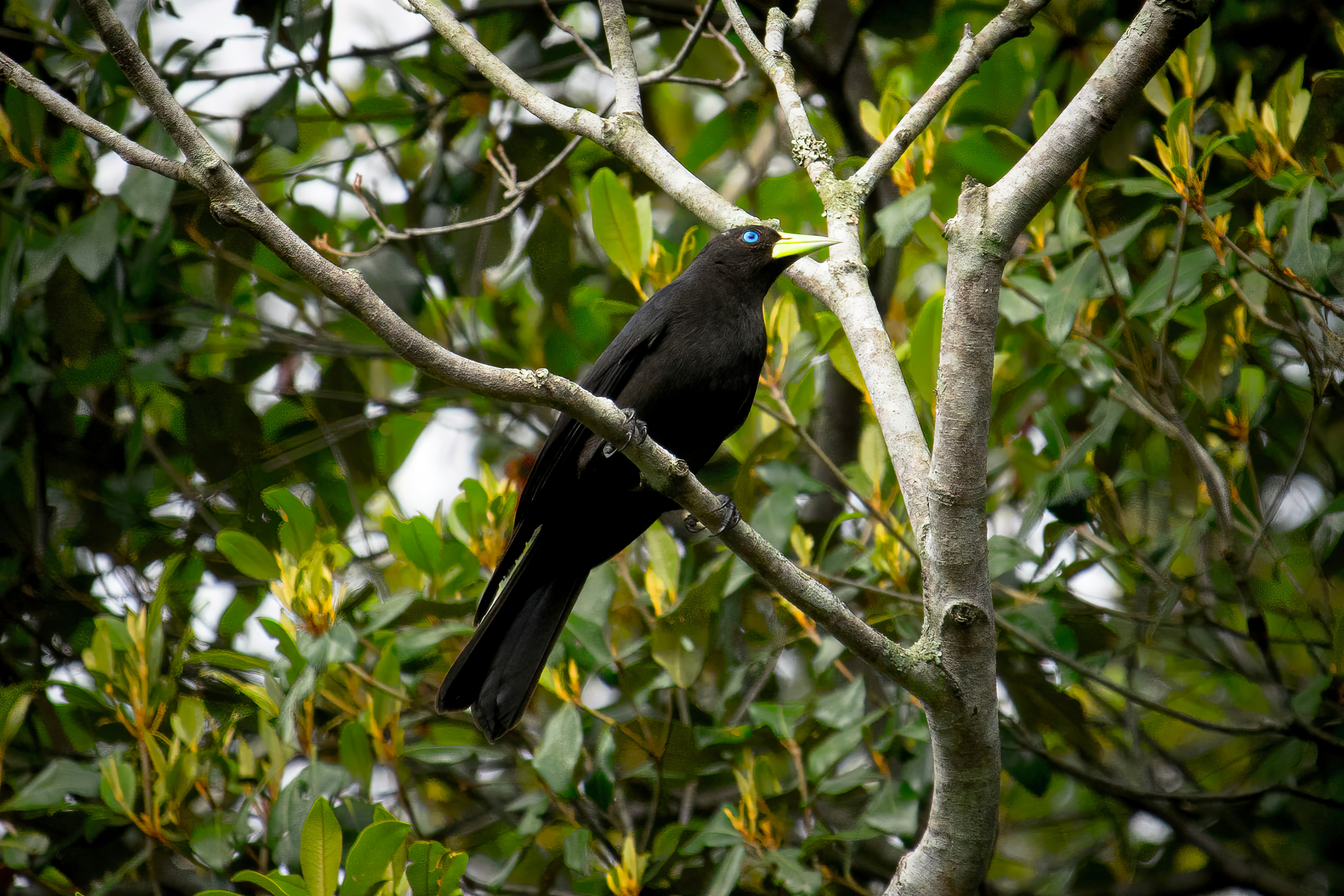 Photo by hicarodecastro