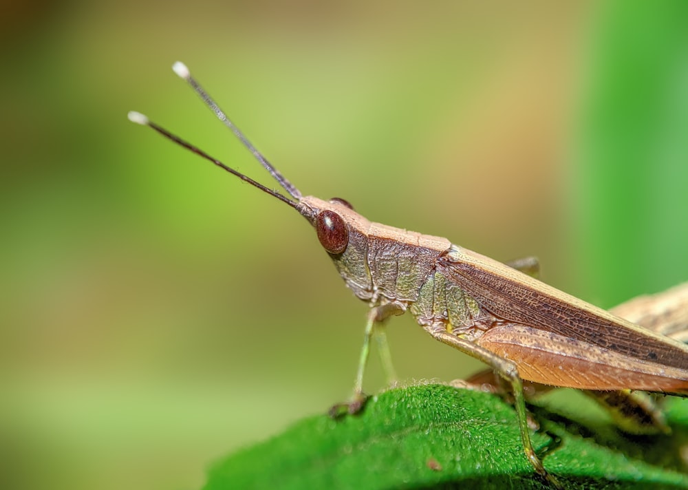 un saltamontes en una hoja