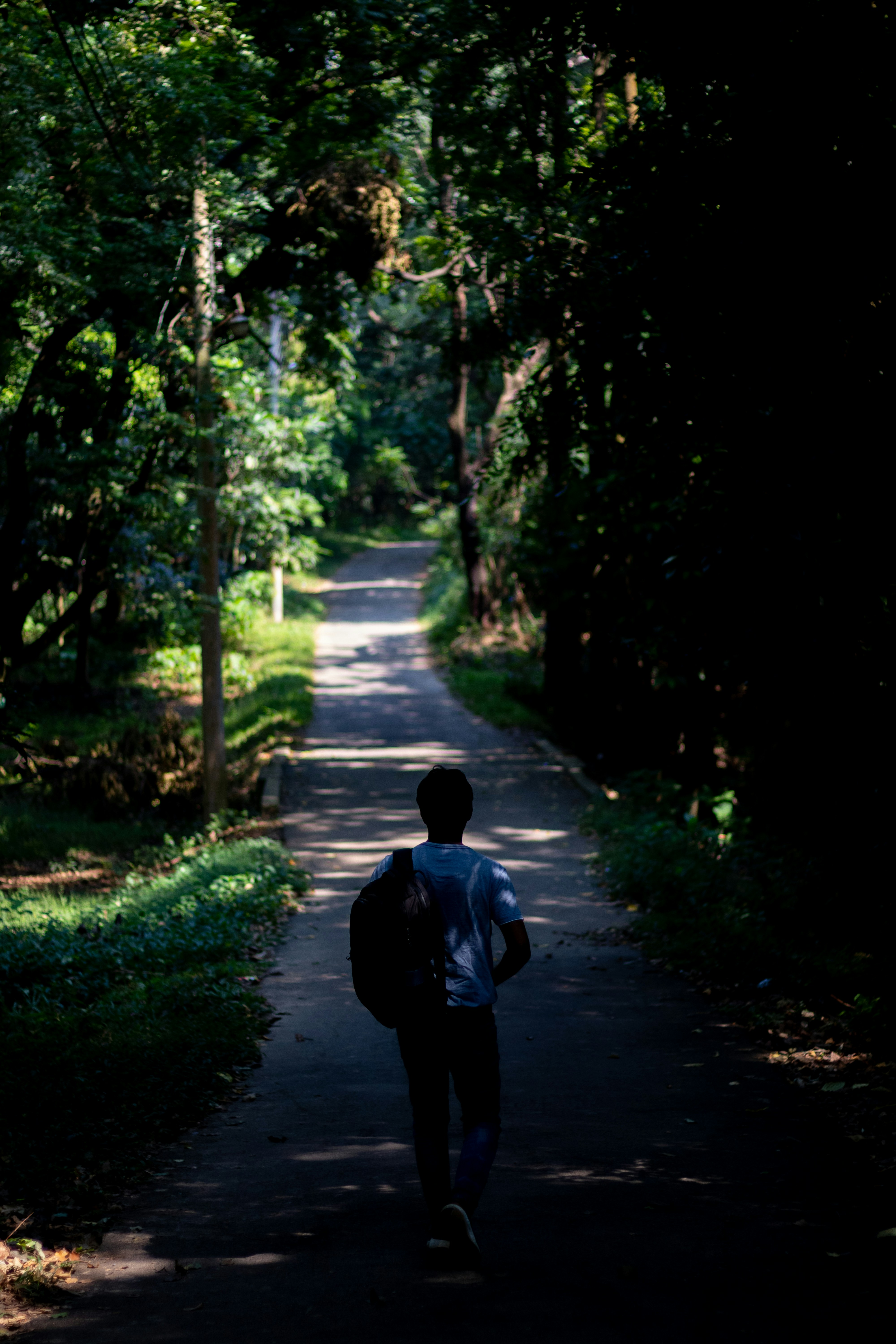 A person walking on a path in a forest photo – Free Human