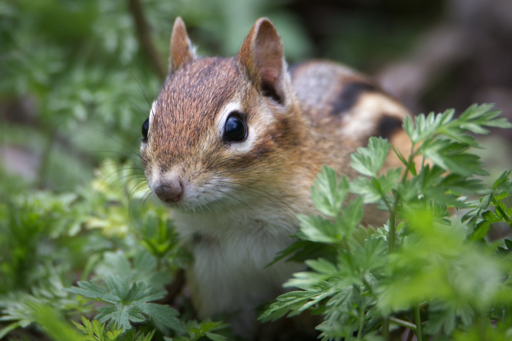 a brown and white squirrel in a bush