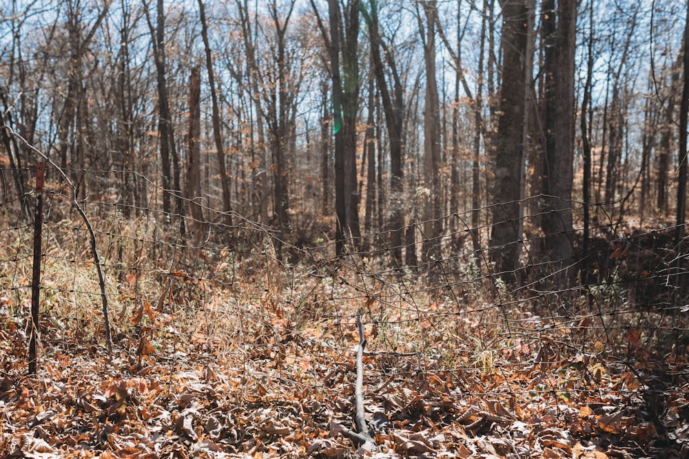 a forest of trees