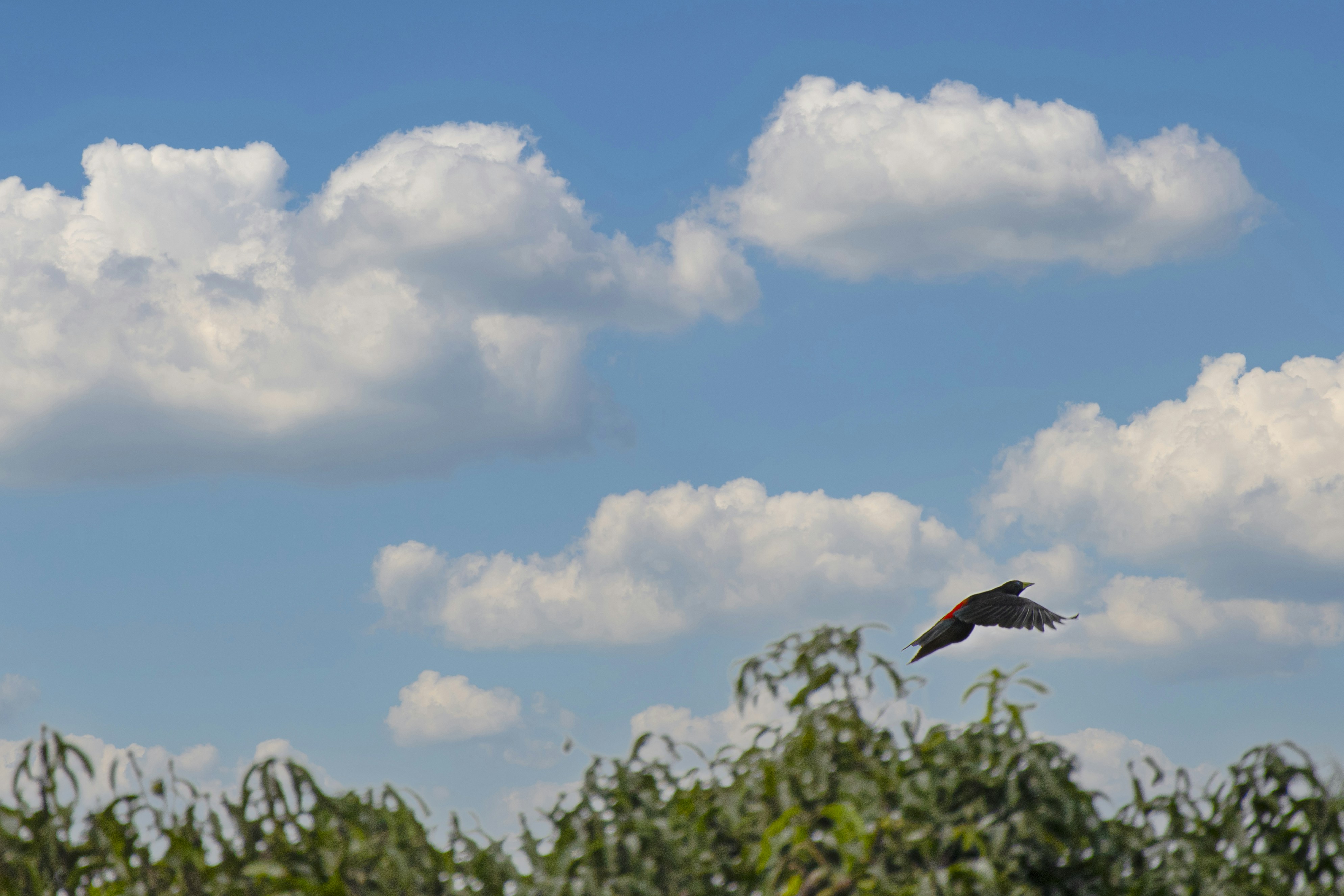 Photo by hicarodecastro