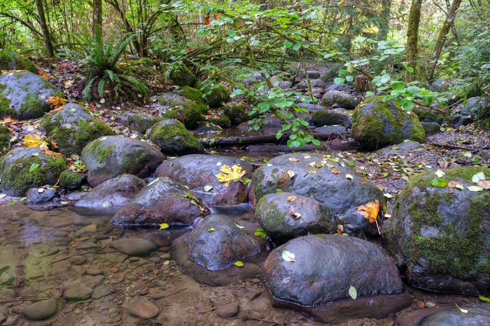 a group of rocks in a forest