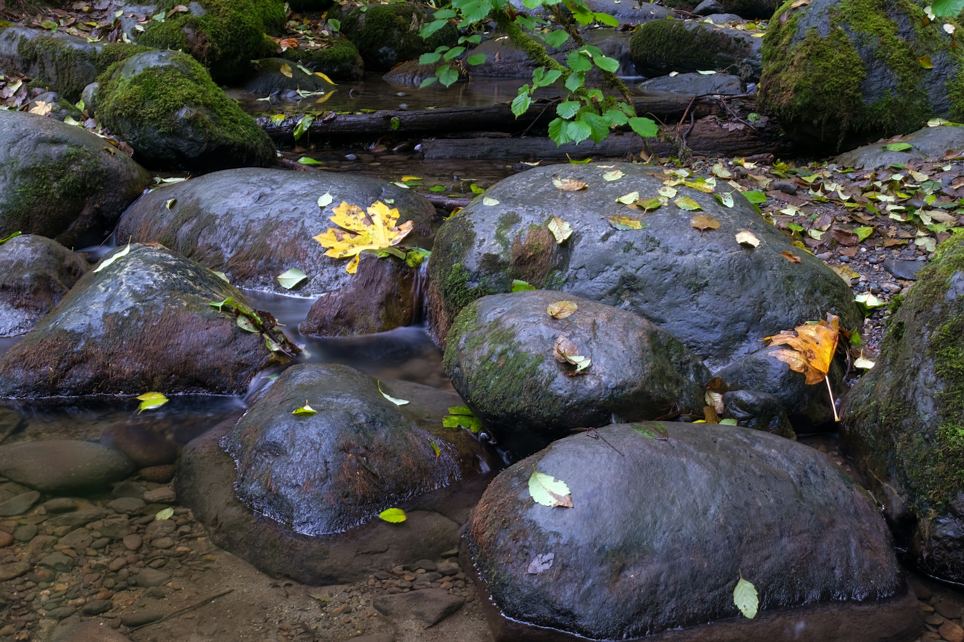 sekelompok batu di kolam