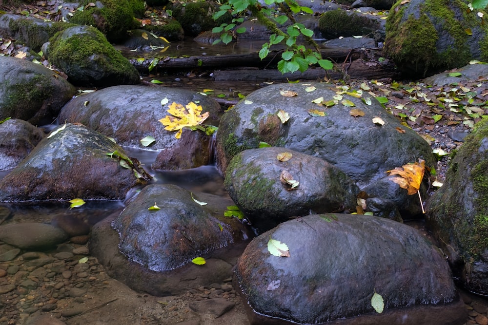 a group of rocks in a pond