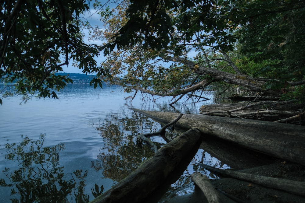 a group of trees next to a body of water