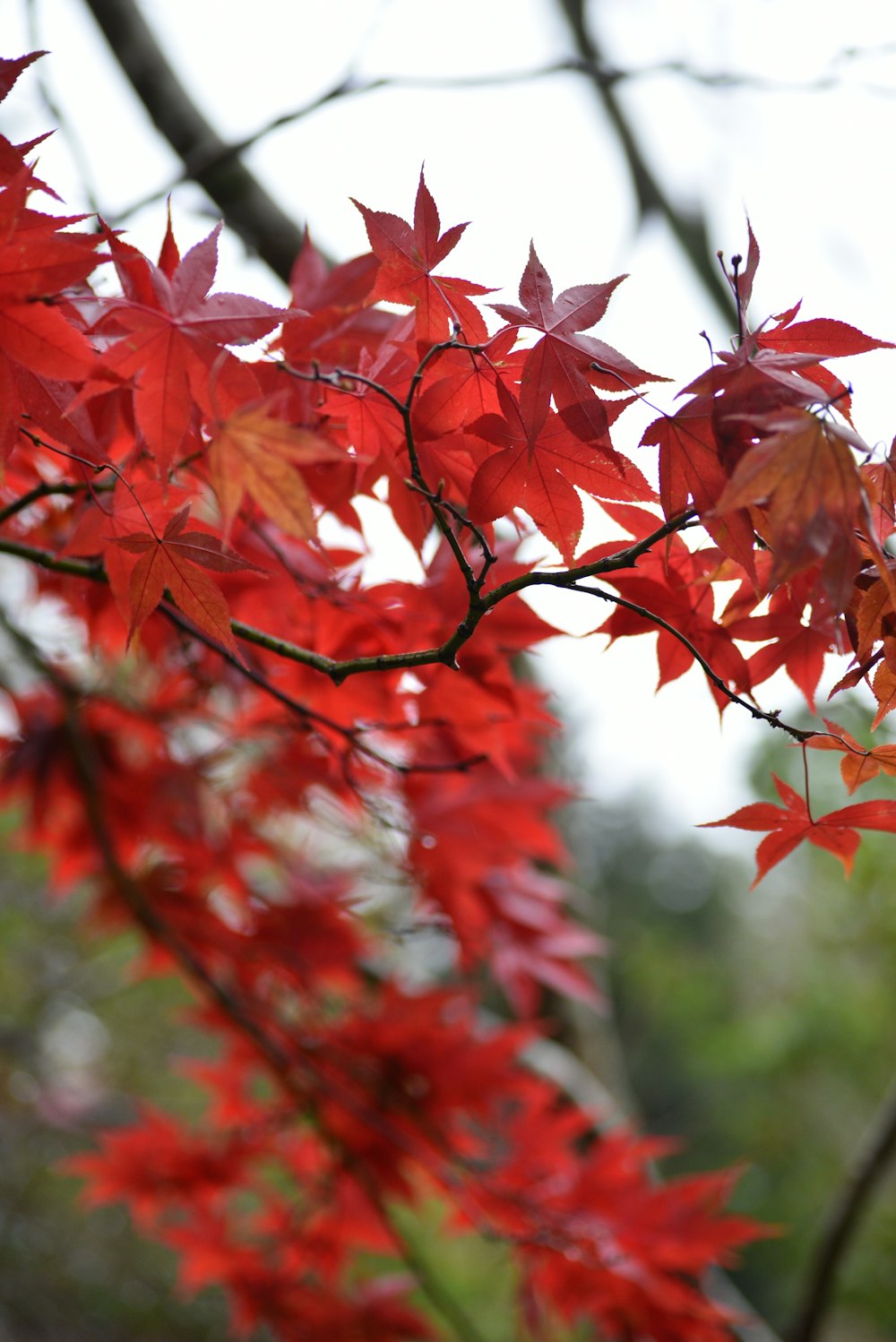 a close up of a tree branch