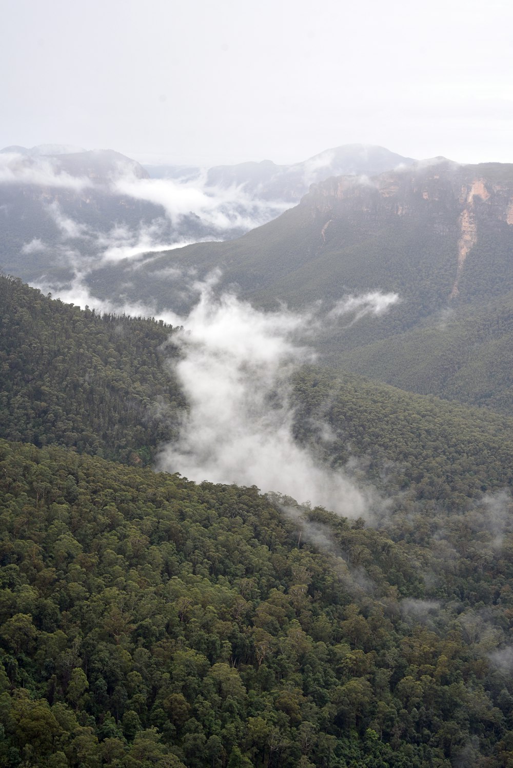 a forest of trees and mountains