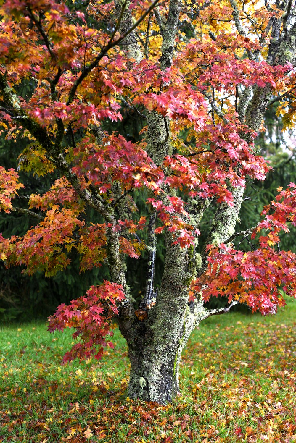 a tree with colorful leaves