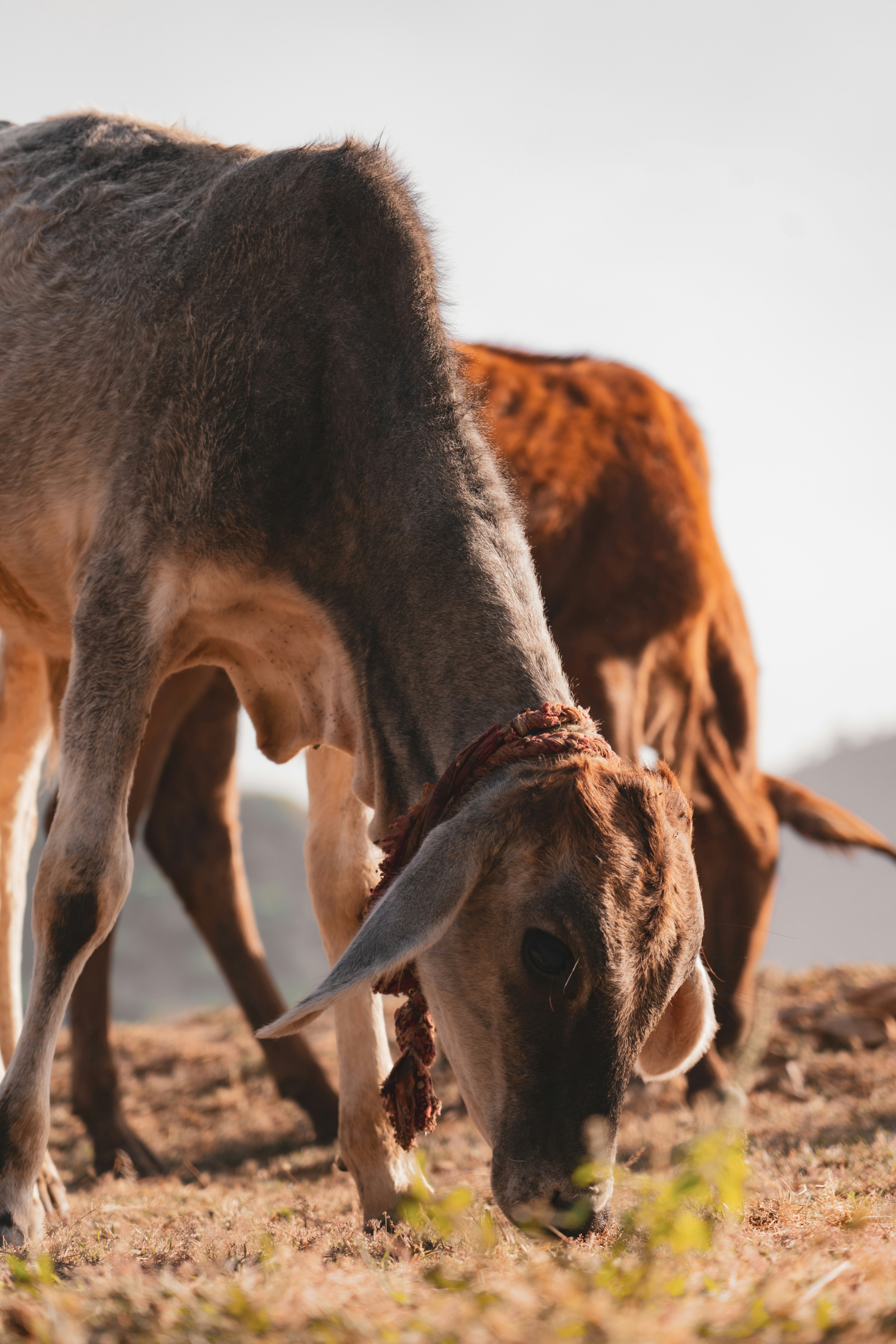 Photo by abhinav1bhardwaj