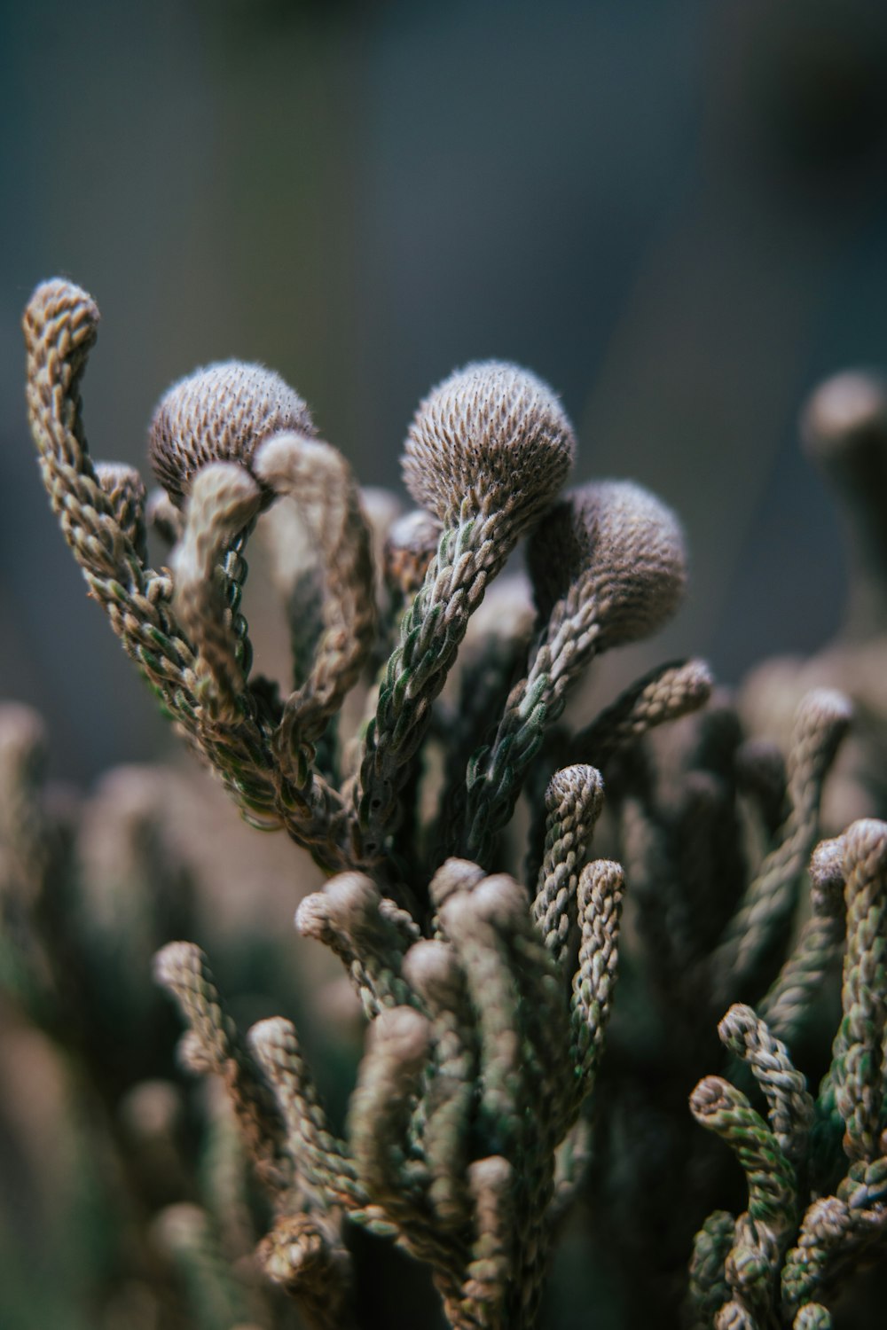 a close up of a cactus