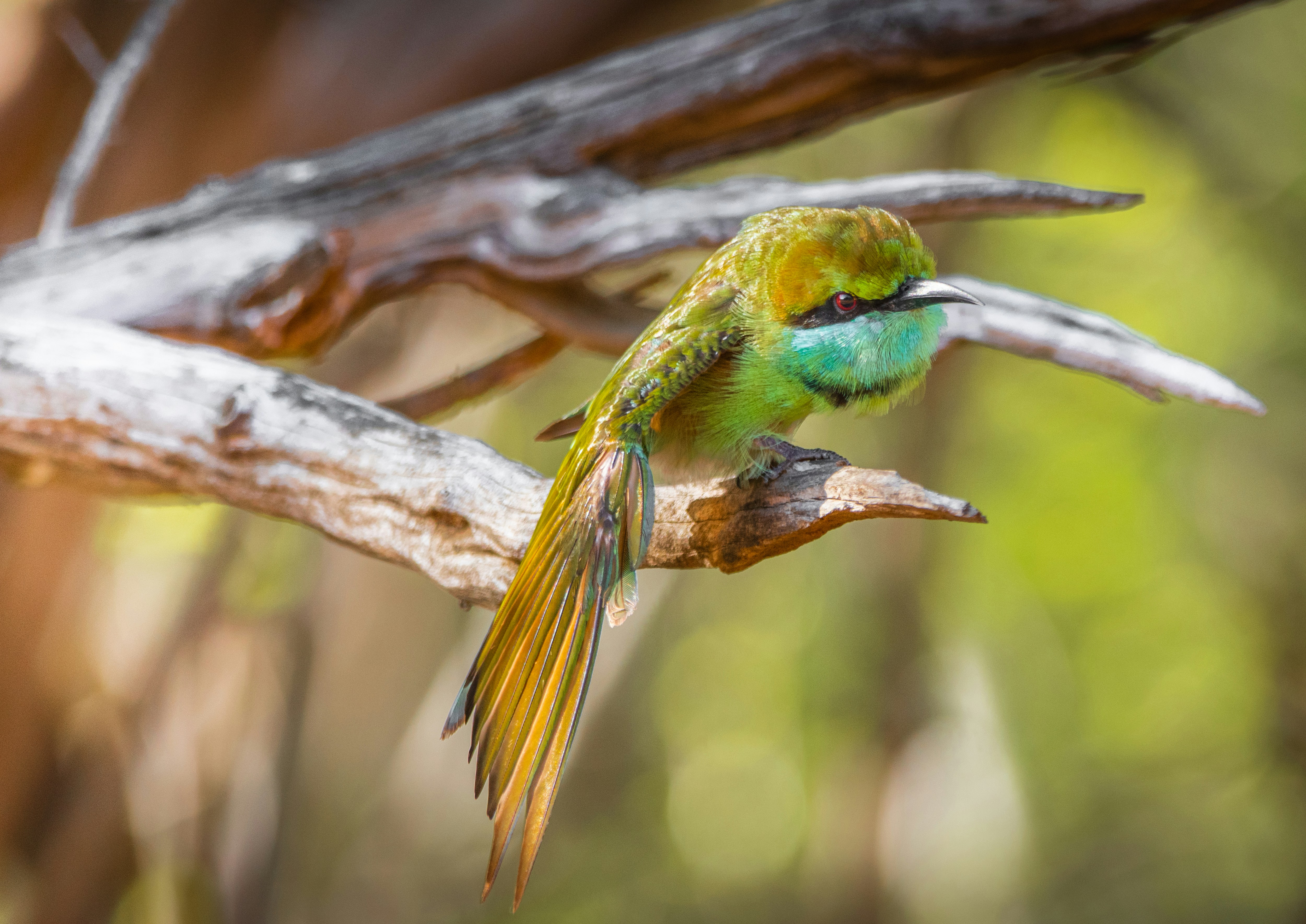 un oiseau sur une branche
