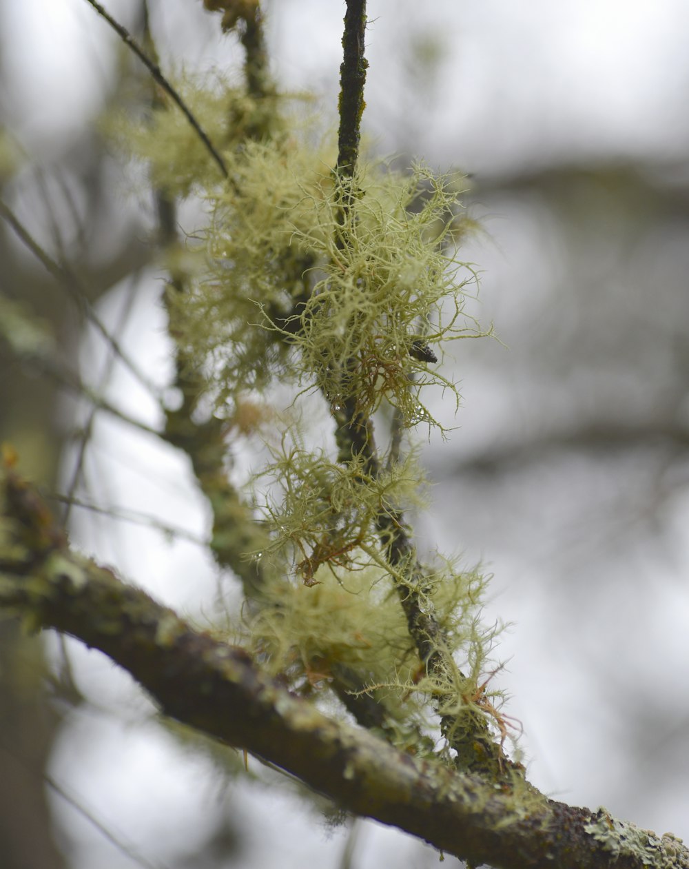 a close up of a tree branch