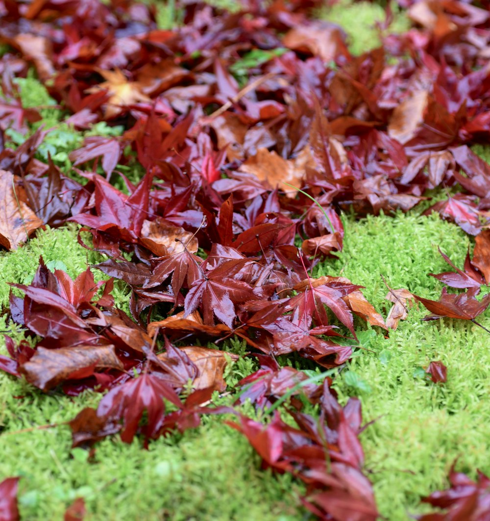 a group of colorful leaves