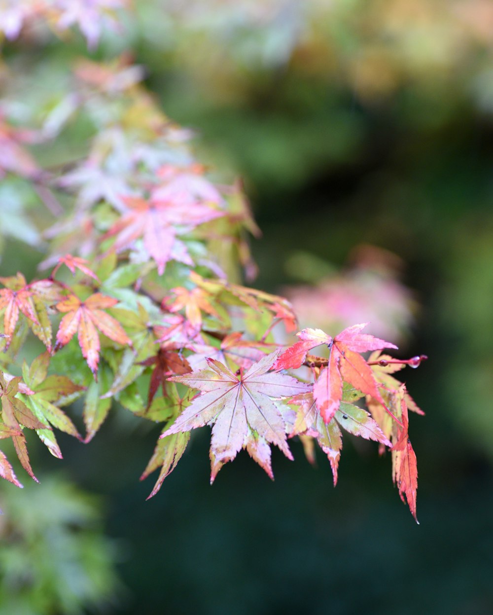 a close up of some leaves