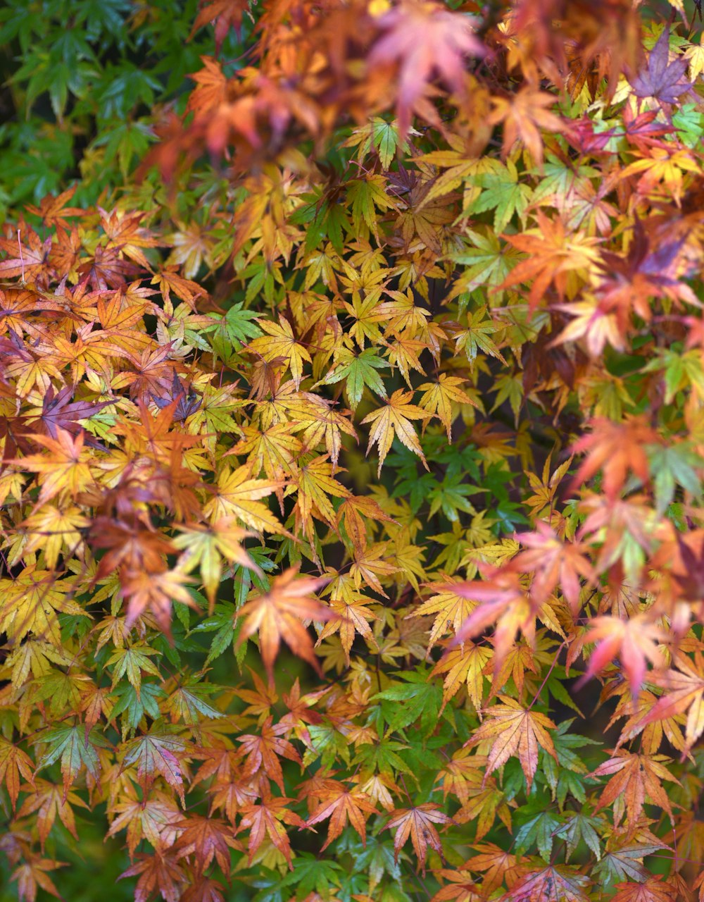 a group of colorful leaves