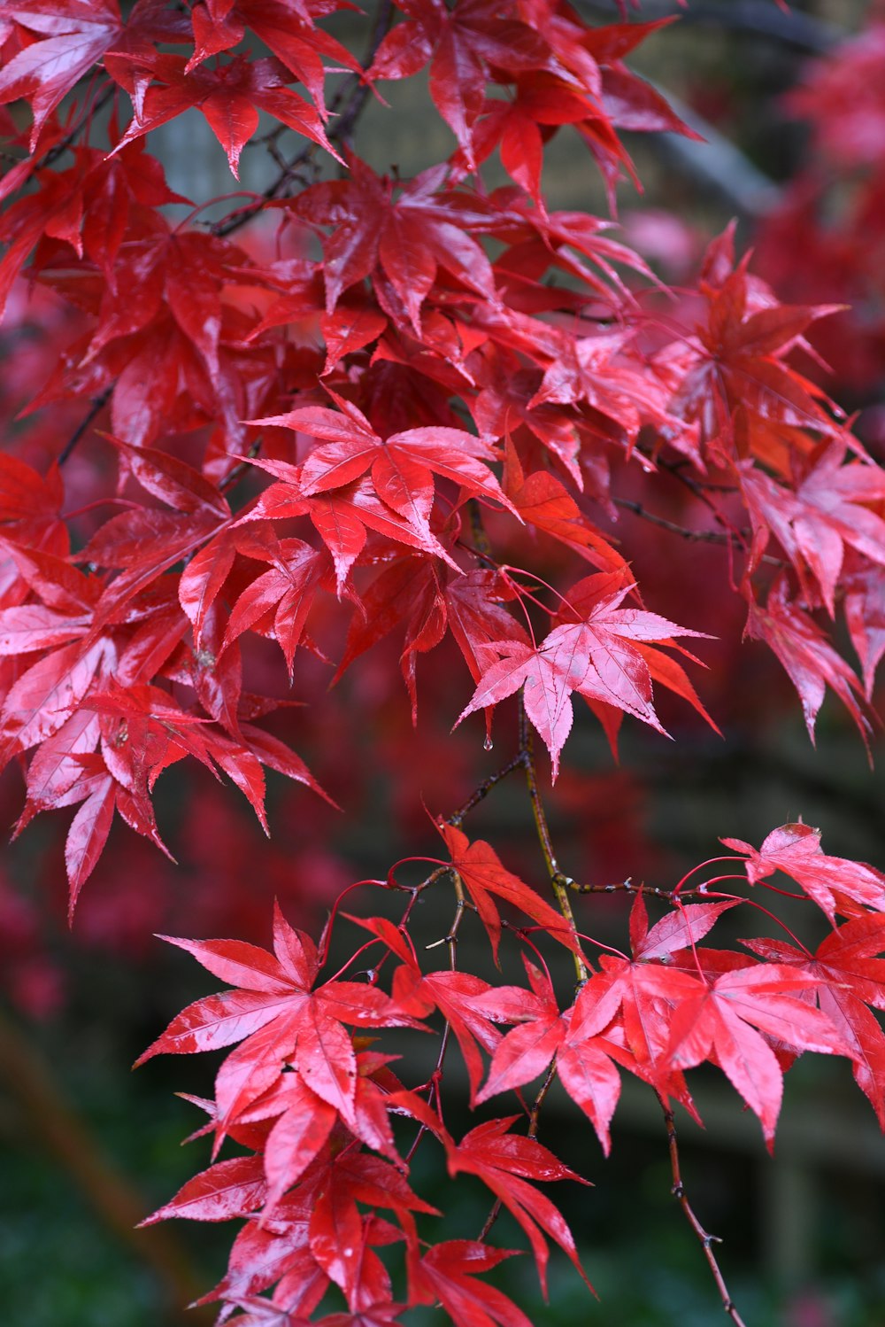 a close up of a plant