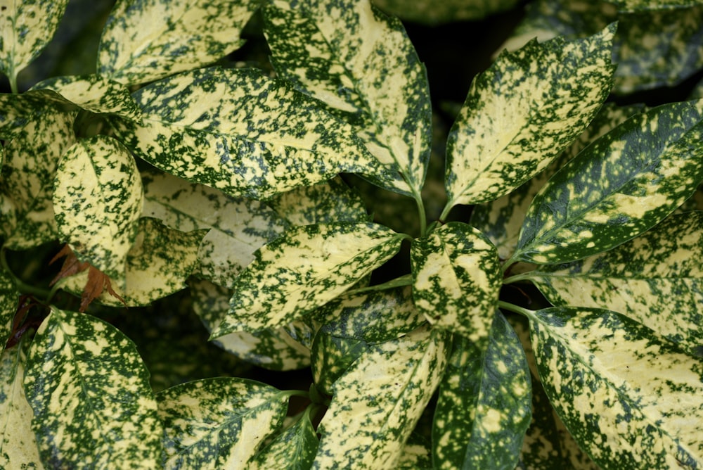 a close up of a plant