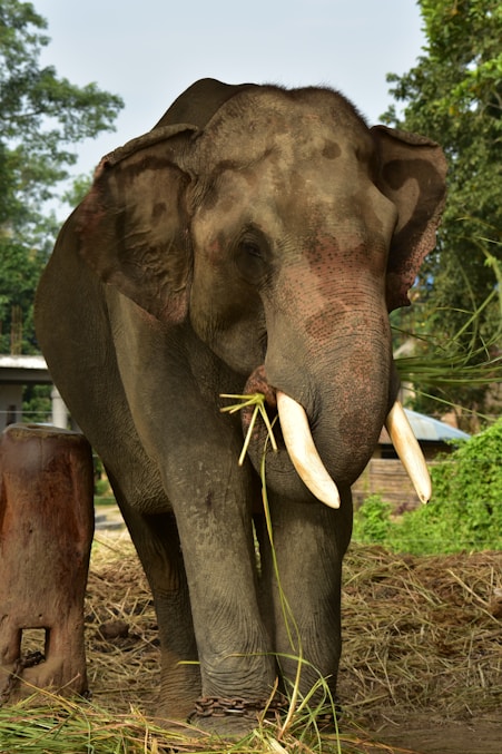 an elephant with tusks