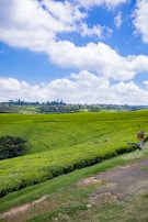 A lush, green tea plantation stretches across rolling hills under a bright blue sky filled with fluffy white clouds. Scattered throughout the plantation are workers in colorful attire, some carrying baskets.
