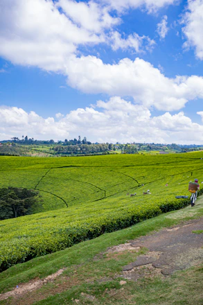 A serene green tea field with farmers handpicking fresh moringa leaves under a bright sky.