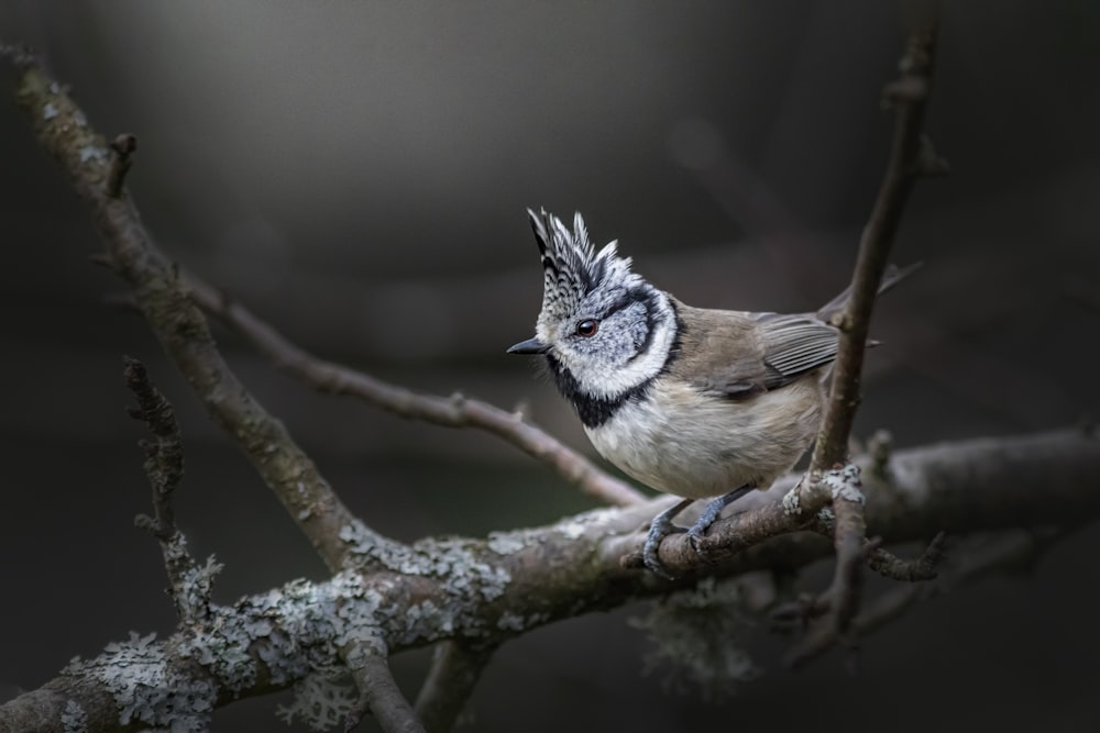 a small bird on a branch