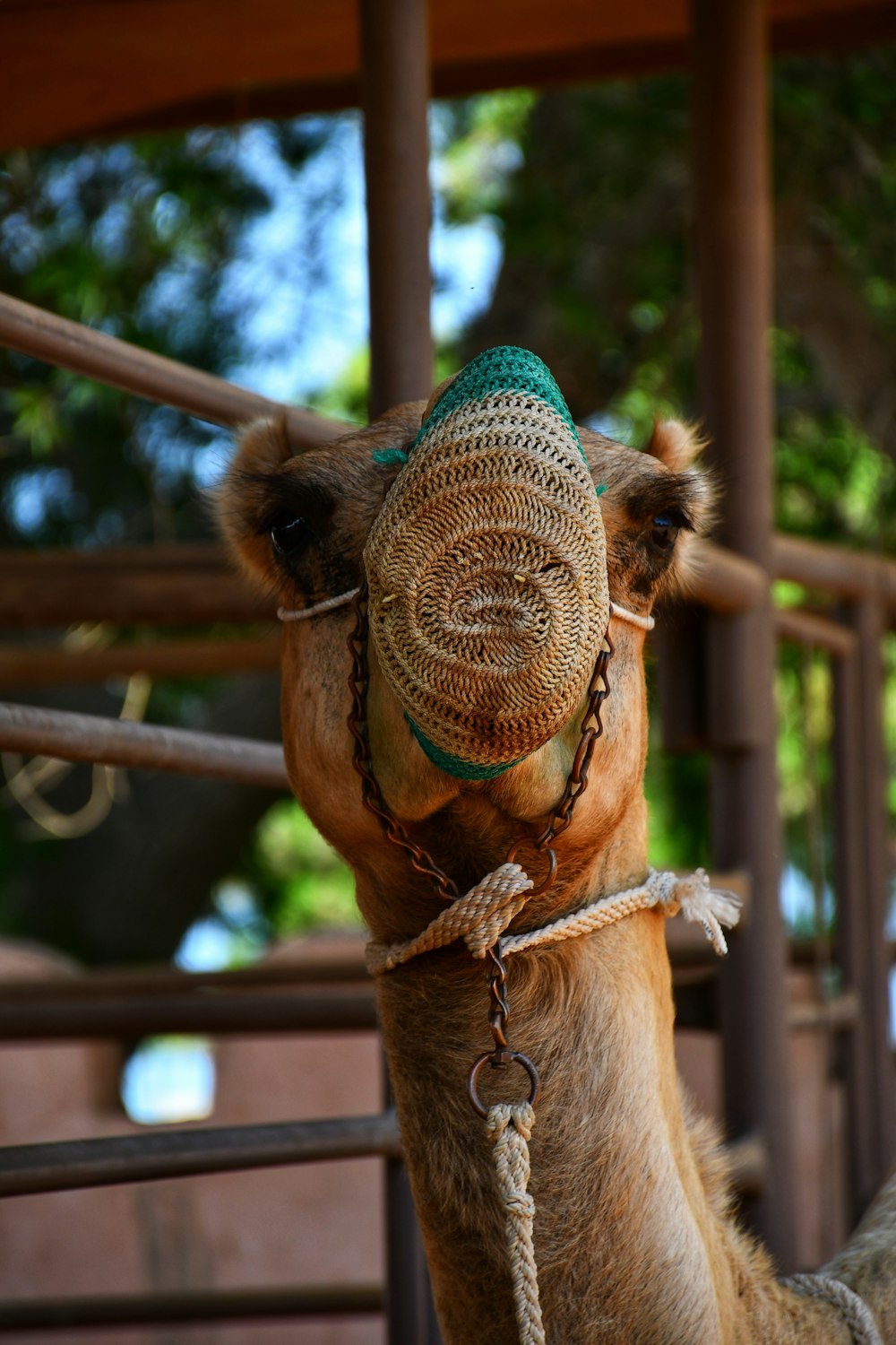 a camel with a rope around its neck