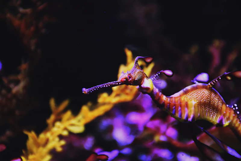 Leafy Seadragon (Phycodurus eques)