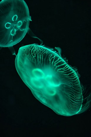 a group of jellyfish
